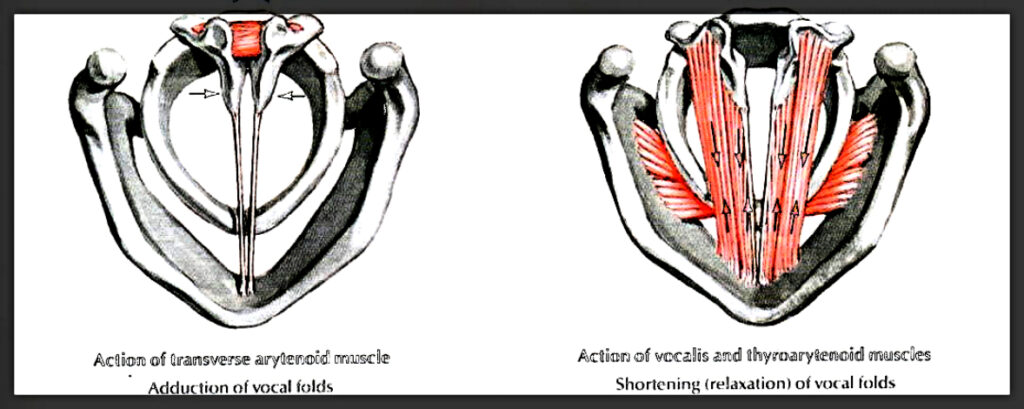 Can You Get Vocal Cord Surgery To Sing Better