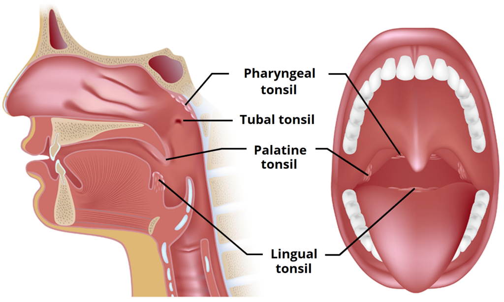 Can You Get Vocal Cord Surgery To Sing Better