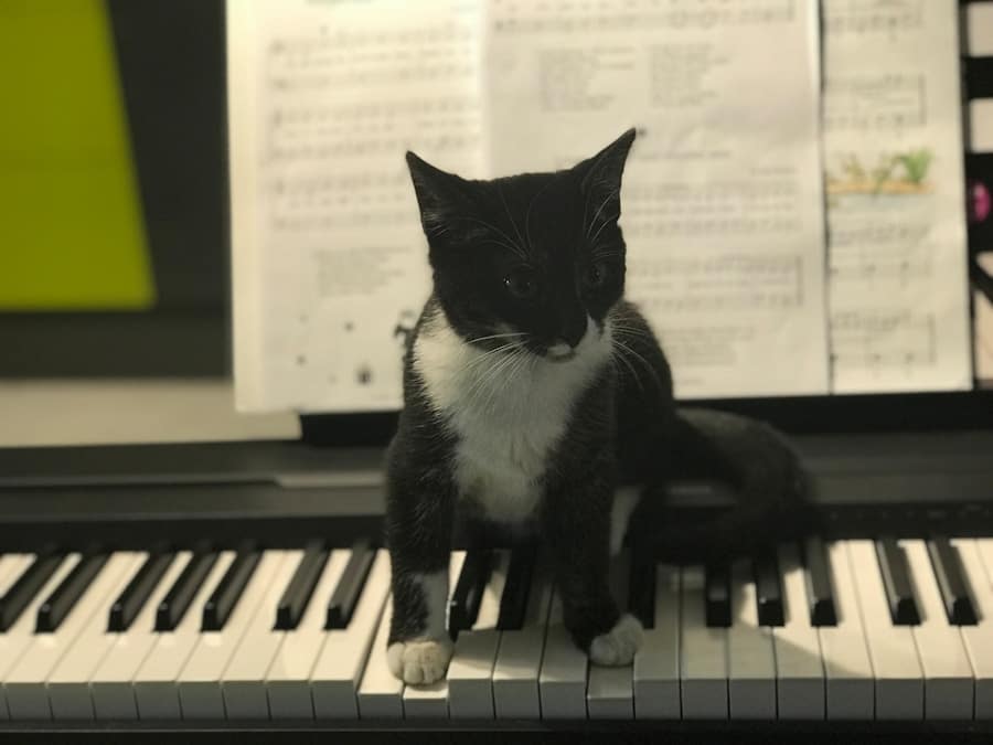 Photo "Can You Get Better at Singing"