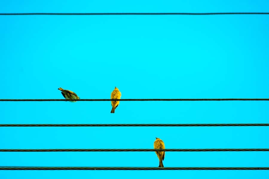 Photo "How to Improve High Notes in Singing"