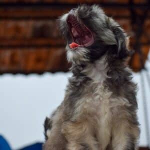 Photo Singing Training