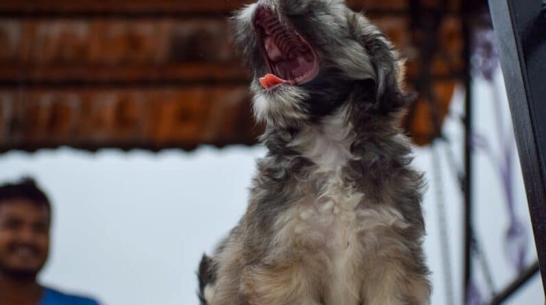 Photo Singing Training